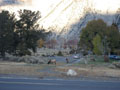 elk in mammoth hot spring yards.JPG